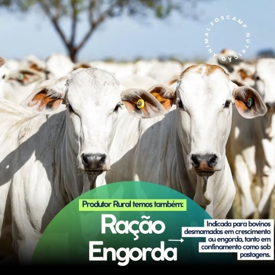 foscamp RAÇÃO ENGORDAs(1920 x 1080 px)